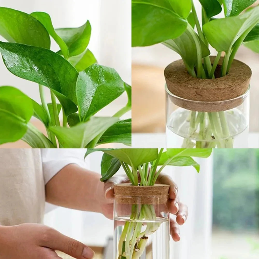 MARLO™ Hydroponic Glass Vase – Minimal Hanging Planter - 