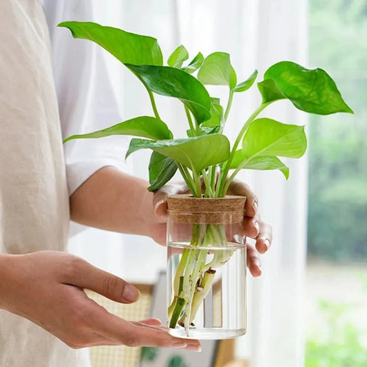 MARLO™ Hydroponic Glass Vase – Minimal Hanging Planter - 