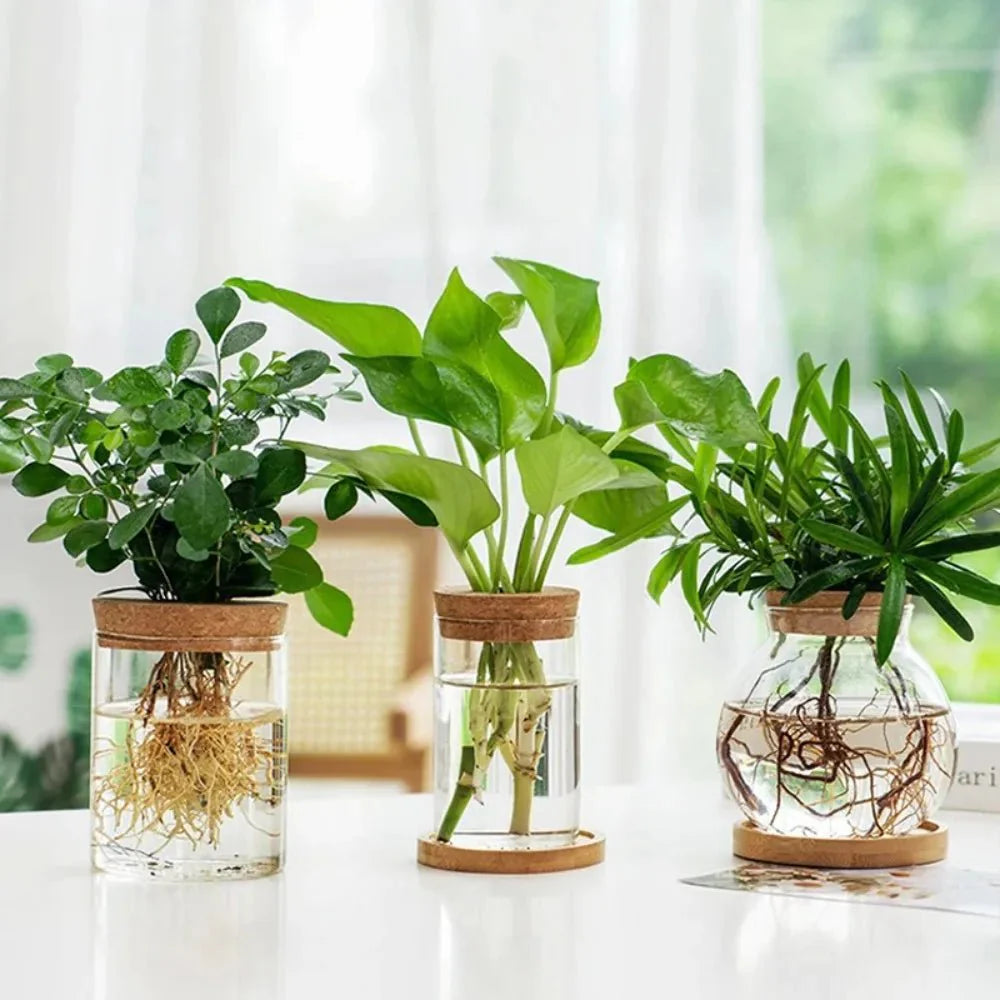 MARLO™ Hydroponic Glass Vase – Minimal Hanging Planter - 